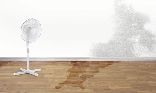 Best Basement water damage restoration  in Shiloh, PA
